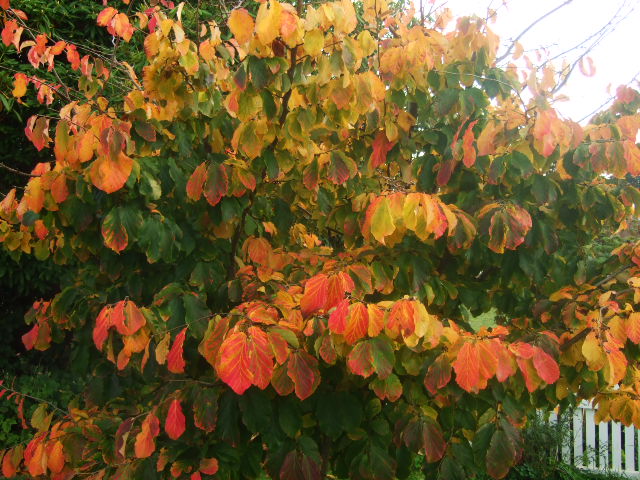  may 2015 parrotia persica I, photo by eileen prunster 